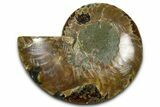 Cut & Polished Ammonite Fossil (Half) - Madagascar #377604-1